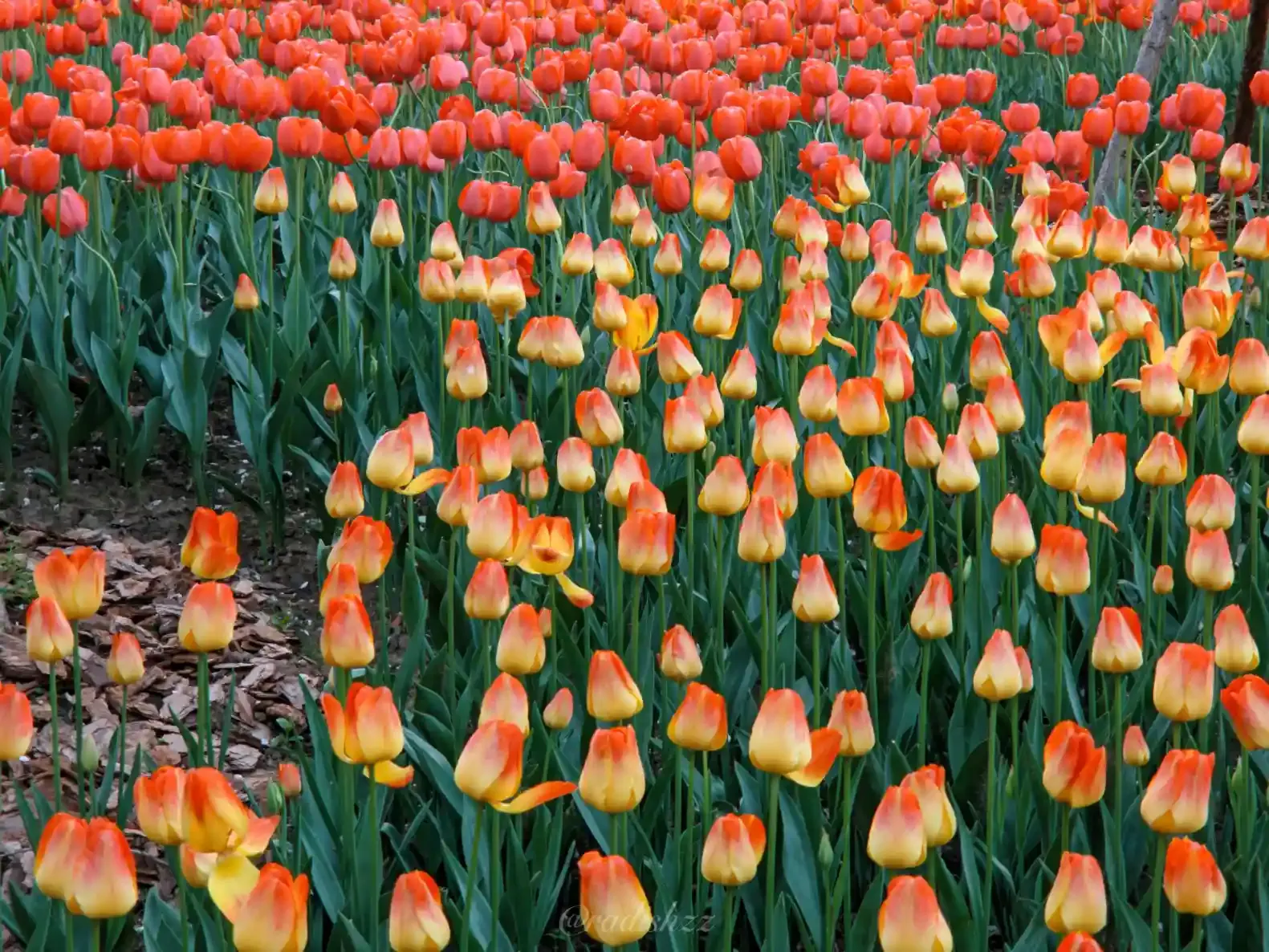 _Here's the description of the picture